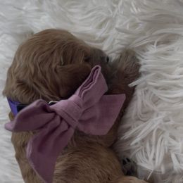 Sweet Potato - Apricot female Goldendoodle puppy in Richmond, Texas from Harper’s Heartbeats