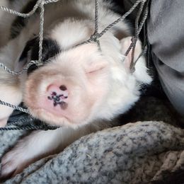 Border Collie Puppies from Lone Wolf Ranch