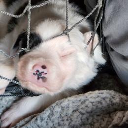 Border Collie Puppies from Lone Wolf Ranch