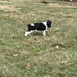 English Springer Spaniel Puppies from Soaring Springers