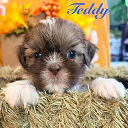 Teddy - Liver and white male Shih Tzu puppy in Hemet, California from Aloha Shih Tzu