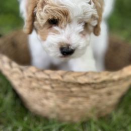 Cavapoo Puppies from Hart’s Cavapoos