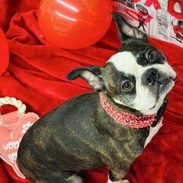 Fancy - Boston Terrier