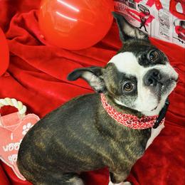 Fancy - Boston Terrier