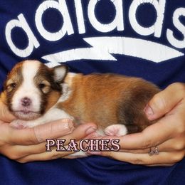 Peaches- Classic sable girl - Sable and white female Shetland Sheepdog puppy in Frazeysburg, Ohio from Mountain High Kennels