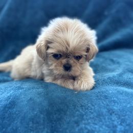 AKC Sugar - Cream and white female Shih Tzu puppy in Paintsville, Kentucky from Molly B's ShihTzus