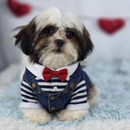 Rocky - Tricolor male Shih Tzu puppy in Hialeah, Florida from Jolie glz
