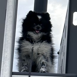 Oliver - Pomeranian