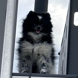 Oliver - Pomeranian
