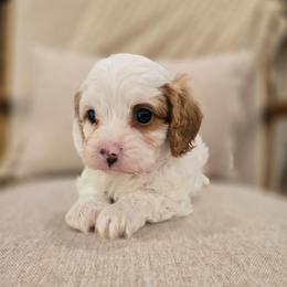 Tattoo - Blenheim male Cavapoo puppy in Fordland, Missouri from K&K's Puppy Kingdom