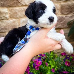 Watermelon - Black and white male Sheepadoodle puppy in Marion, Ohio from Doodles & Doxies