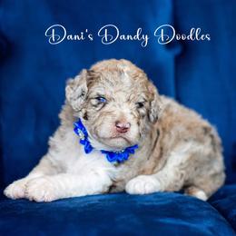 Aussiedoodle Puppies from Dani's Dandy Doodles