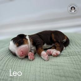 Leo - Tri-color male Bernedoodle puppy in Greenville, Texas from Doodles of Promise