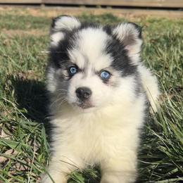 Demi - Black and white female Pomsky puppy in Henderson, Kentucky from Paris Pomskies