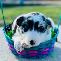 Flower - Blue merle female Border Collie puppy in Minden, Iowa from Rocking N Registered Border Collies & Labradors