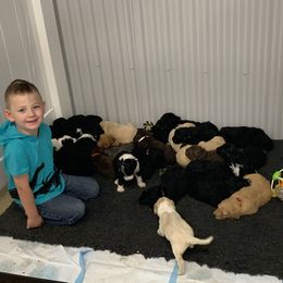 Goldendoodle and Sheepadoodle Puppies from The Farms Precious Doodles