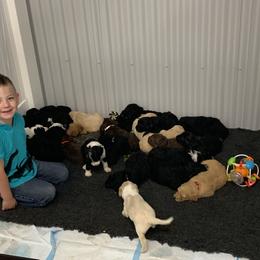 Goldendoodle and Sheepadoodle Puppies from The Farms Precious Doodles