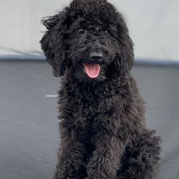 Jet - Black Poodle puppy in New Jersey from TK Poodles