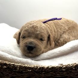 Cindy Brady - Apricot female Goldendoodle puppy in O'fallon, Missouri from Rockin R Doodles