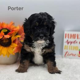 Porter - Tri-color male Bernedoodle puppy in Summerville, South Carolina from Channys Doodles