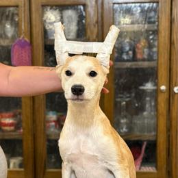 Bunny x Swagger 4 - Fawn female Xoloitzcuintli puppy in Hico, Texas from Amayla Kennels