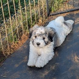 Bruce - Tri-color male Coton de Tulear puppy in Mead, Oklahoma from Bar W Cotons