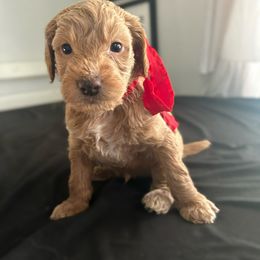 Assorted Doodle Crosses and Golden Aussiedoodle Puppies from Maria's Pups