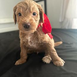 Assorted Doodle Crosses and Golden Aussiedoodle Puppies from Maria's Pups