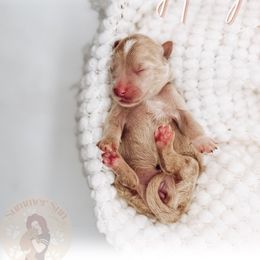 Honey - Apricot female Goldendoodle puppy in California City, California from Summer Sun Doodles