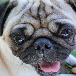 Gypsy - Pug