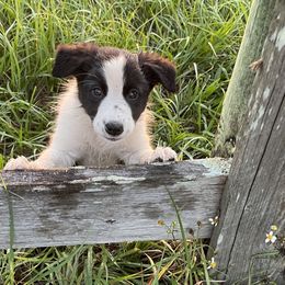 Border Collie Puppies from Sugar Hill Border Collies