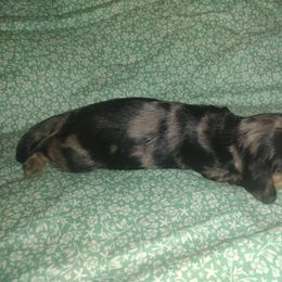 Dachshund Puppies from Katrina's Punk Rock Dachshunds