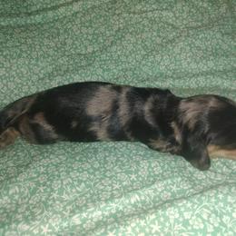 Dachshund Puppies from Katrina's Punk Rock Dachshunds