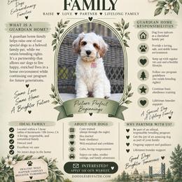 Vintage - Parti female Goldendoodle puppy in Elk Grove, California from Doodles by Faith
