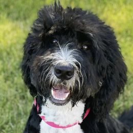 Bernedoodles, Boxers, and Poodles from Dakota Prairie Pups