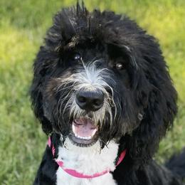 Bernedoodles, Boxers, and Poodles from Dakota Prairie Pups