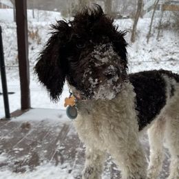 Poodles from Elliotts Elite Puppy Boutique