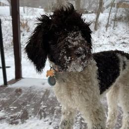 Poodles from Elliotts Elite Puppy Boutique