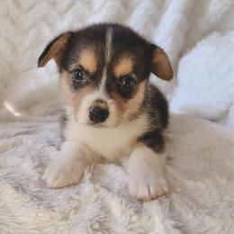 Salem - Black and tan male Pembroke Welsh Corgi puppy in Northwood, Iowa from Sorrel Sands Corgis
