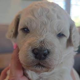 Louis - Cream male Goldendoodle puppy in Red Oak, Iowa from Fisher Pups-Stay Golden with a Doodle