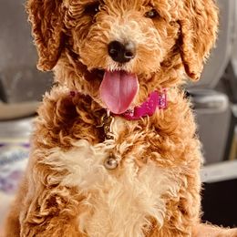 Goldendoodle Puppies from Labradoodleday