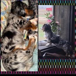 Freya - Dachshund