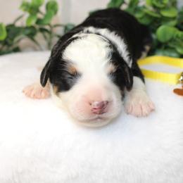 Yellow - Tri-color female Bernedoodle puppy in Mississippi from Ewing Acres