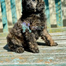 Poodle Puppies from Earthstone Poodle
