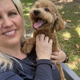 Scooby - Goldendoodle