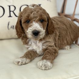 Milo - Apricot male Poodle puppy in Strasburg, Virginia from Darling Doodles Of Shenandoah Valley