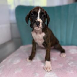 Girl 3 - Brindle female Boxer puppy in Prestonsburg, Kentucky from Bre’s Boxers