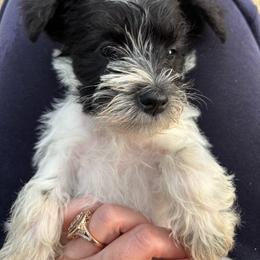 Pattie - Parti female Miniature Schnauzer puppy in Dunlap, Tennessee from Beards of Glory