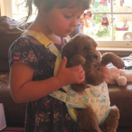 Australian Labradoodles from Labradoodle Story Tails