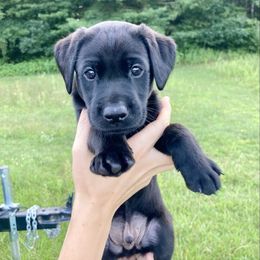 Viper - Black male Labrador Retriever puppy in Newaygo, Michigan from Royal Oak Gundogs